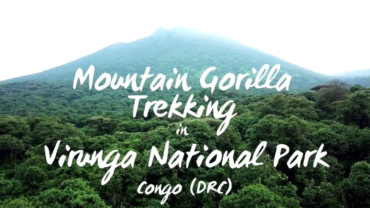 Mountain Gorilla Trekking In Virunga National Park, Congo DRC | 2018