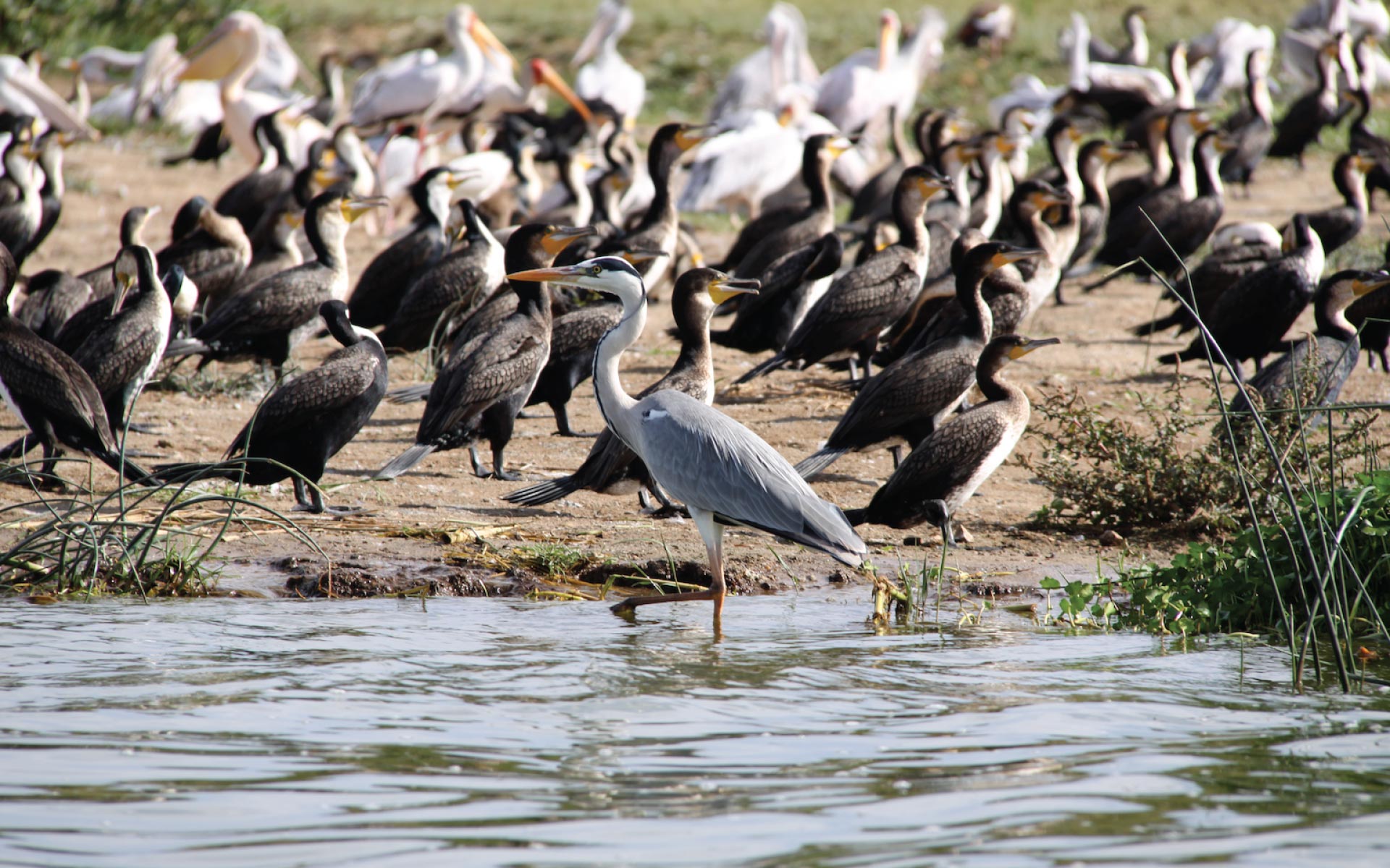 kazinga-channel-birds